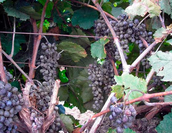 Чтобы спасти виноградник от оидиума, необходимо прибегнуть к целому комплексу мероприятий