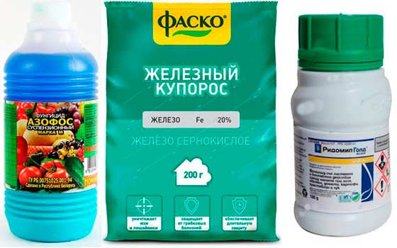 А еще очень важно в профилактике оидиума, чтобы грунт в винограднике отличался хорошей аэрацией