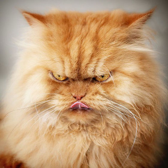 Самого сердитого кота в мире зовут Гарфи и прославился он своим недовольным, злодейским видом