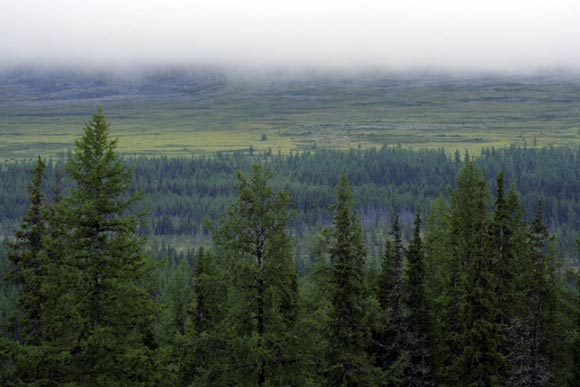 Самые огромные лесные массивы находятся в России