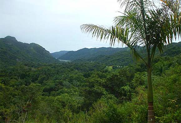 Тропические леса Конго являются домом для более чем 10 000 видов растений