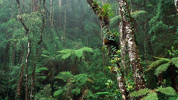 Индонезия богата лесами. Здесь растут 38000 видов растений, живут 1531 видов птиц, 515 видов млекопитающих