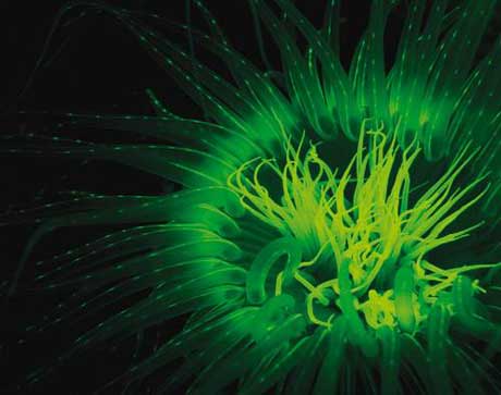 Большинство люминесцирующих организмов – всего лишь дома для колоний светящихся бактерий