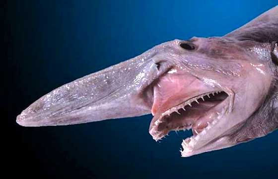 Акула-гоблин, она же акула-домовой — глубоководное создание с поистине чудовищной внешностью