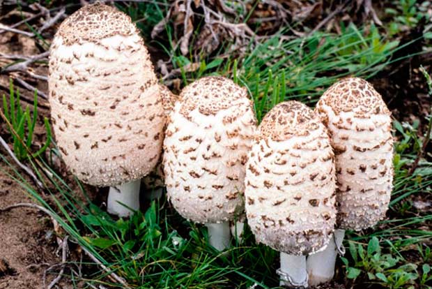 Фото хищных грибов - Навозник