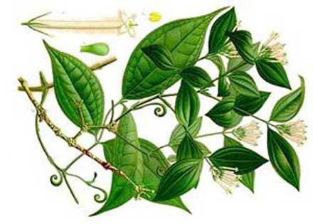Кураре растение Южной Америки, используемое индейцами