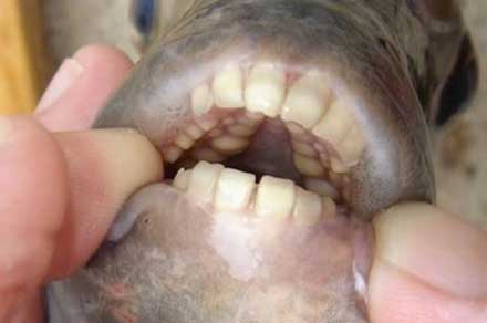 Зубы этой рыбы достаточно тупые
